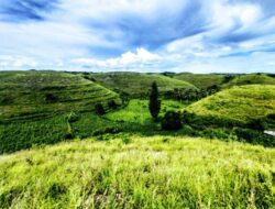 Teletubbies Hills, Menikmati Panorama Alam Eksotis Diketinggian di Nusa Penida