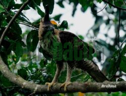 Menarik, Kelahiran Bayi Elang Jawa di Taman Nasional Gunung Halimun Salak